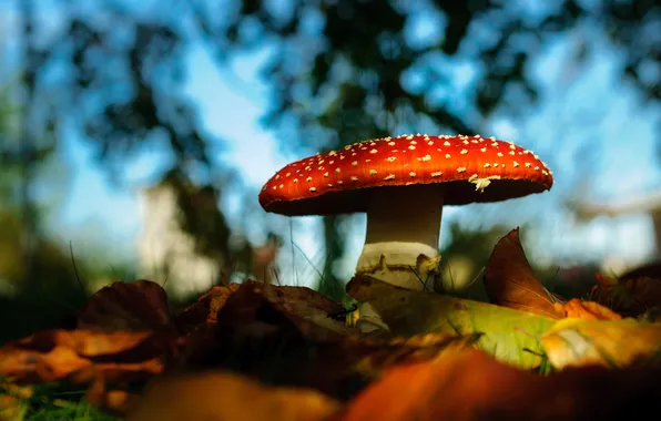 Autumn, light, red, nature, foliage, mushroom, mushroom, shadows