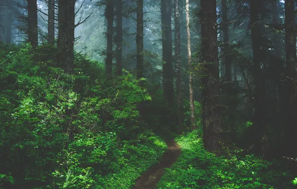 Picture forest, trees, nature, Oregon, USA, USA, path, Oregon