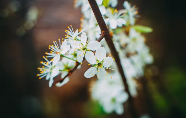 Flowers, nature, spring, beautiful, may, Apple