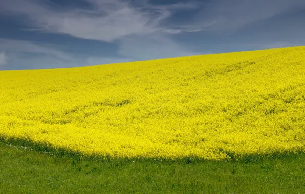 Field, flowers, nature, spring, yellow, space, rape, rapeseed field