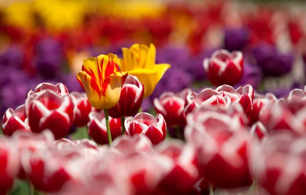 Flowers, nature, spring, tulips