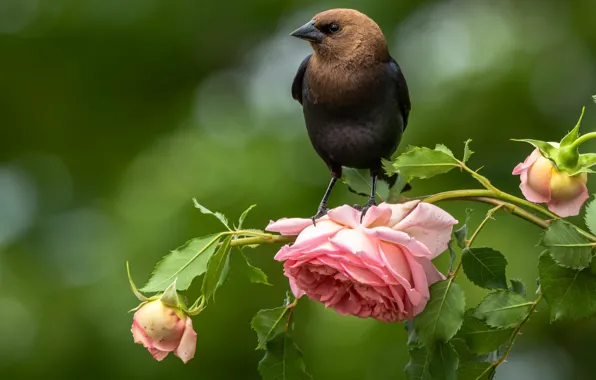 Picture flower, nature, bird, rose, branch, bokeh, ox-bird, cow bird