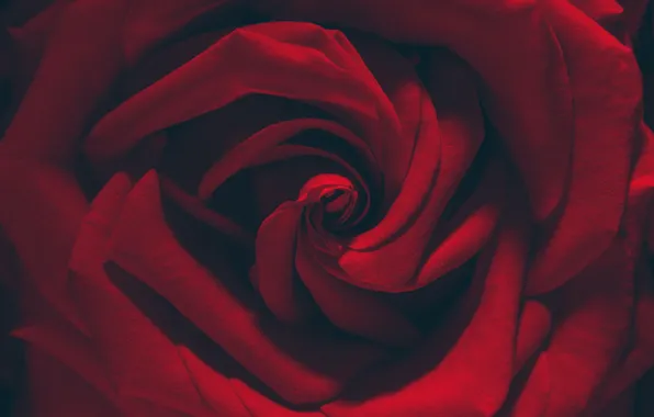 Macro, red, roses, petals