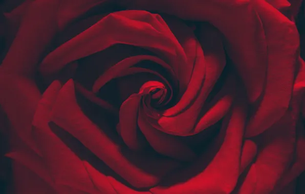 Macro, rose, petals, red