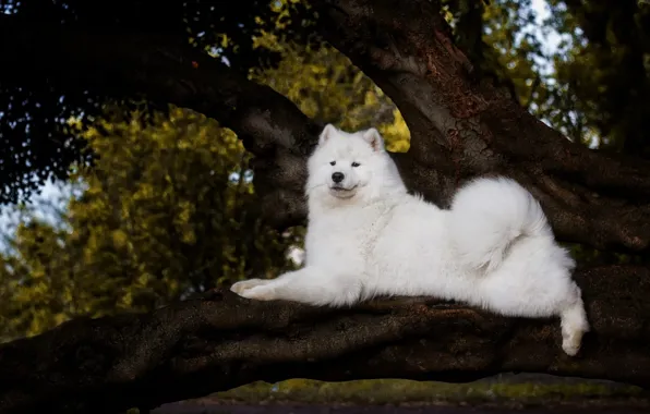 Picture white, look, branches, pose, the dark background, tree, foliage, dog