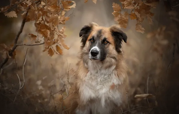 Autumn, look, face, leaves, branches, portrait, dog, bokeh