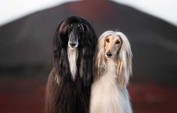 Dogs, look, mountains, nature, portrait, dog, black, white