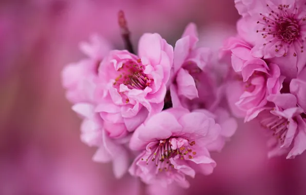 Macro, flowers, cherry, branch, spring, petals, Sakura, pink
