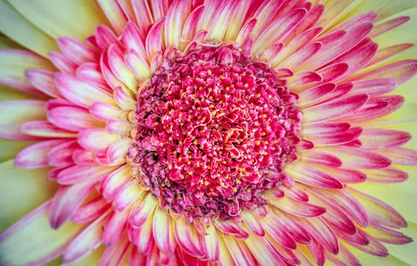 Flower, macro, flowers, color, petals, stamens, gerbera, inside the flower