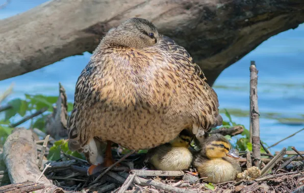 Ducklings, duck, Chicks
