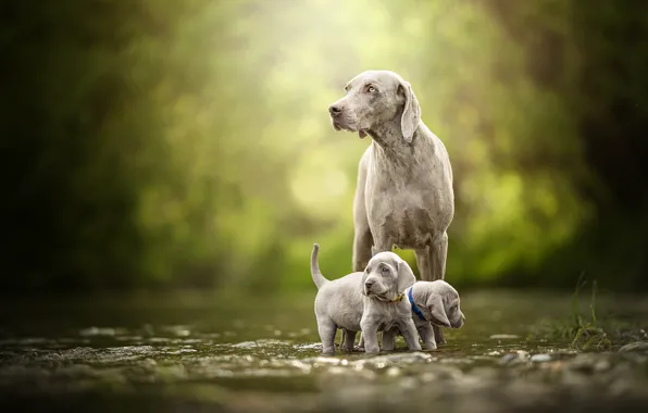 Picture dogs, puppies, walk, kids, a couple, bokeh, twins, The Weimaraner