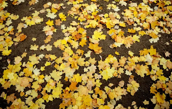 Picture autumn, leaves, yellow