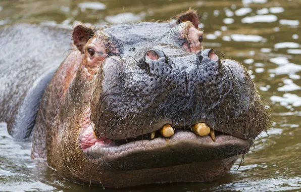 Picture animals, Hippopotamus, Tanzania