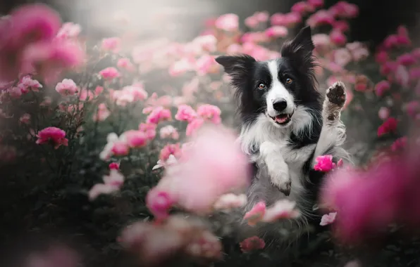 Face, flowers, roses, dog, paws, The border collie, rose bushes