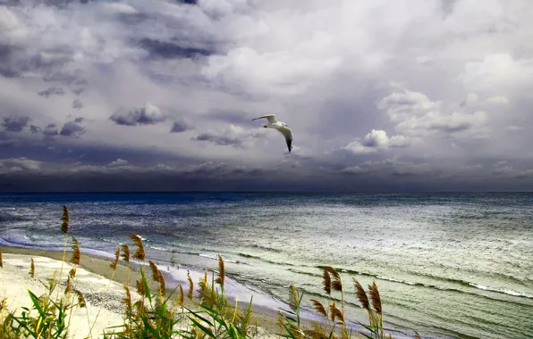 Sea, Seagull, surf