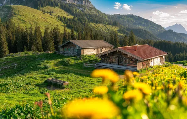 Greens, forest, the sky, clouds, light, flowers, mountains, glade