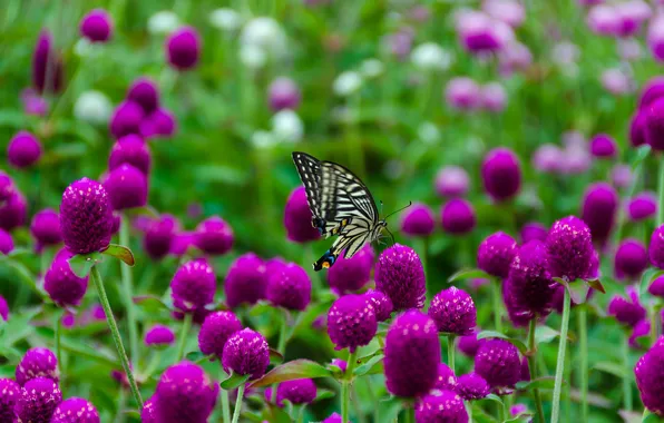 Summer, flowers, butterfly, glade, meadow, clover, pink, bokeh