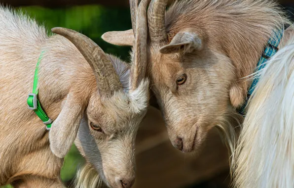 Pair, goats, goats, butt