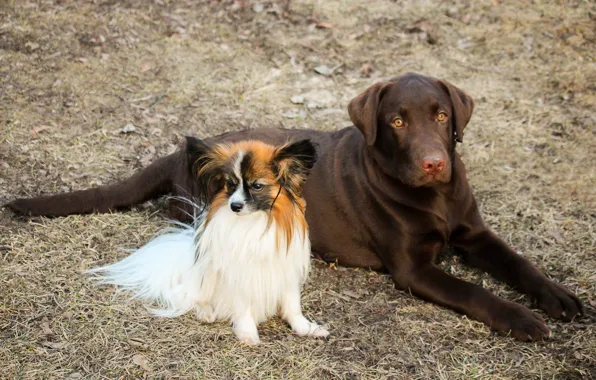 Dogs, Labrador, two dogs, Papillon