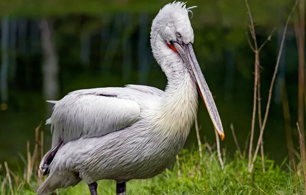 Picture white, summer, grass, look, nature, pose, background, bird