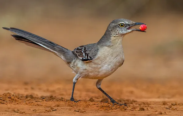 Picture bird, beak, tail, polyphonic Mockingbird
