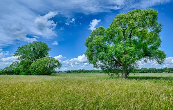 Picture greens, field, summer, the sky, grass, clouds, trees, green