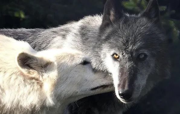 Predator, wolf, portrait, portrait., Canis lupus. face