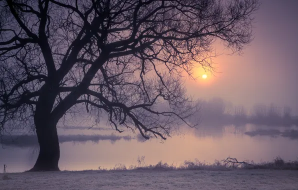 Trees, night, fog, river