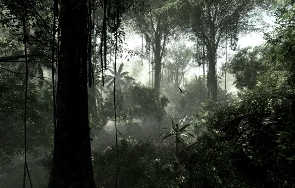 Trees, nature, moisture, plants, jungle, vines, Selva, rainforest
