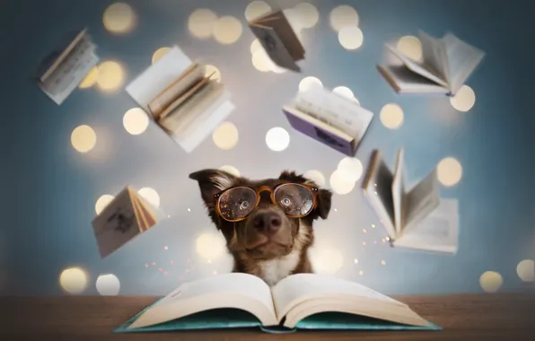Picture each, books, dog