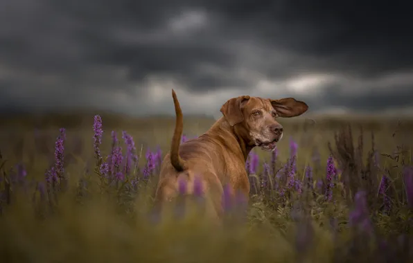 Field, summer, the sky, grass, look, face, flowers, clouds
