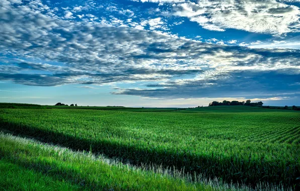 Greens, field, corn, USA, Iowa