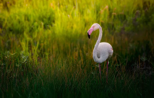Grass, bird, glade, Flamingo, pink flamingos