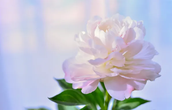 White, flower, leaves, macro, petals, light background, bokeh, peony