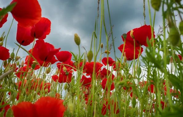 Summer, the sky, flowers, clouds, Maki, meadow, red, al