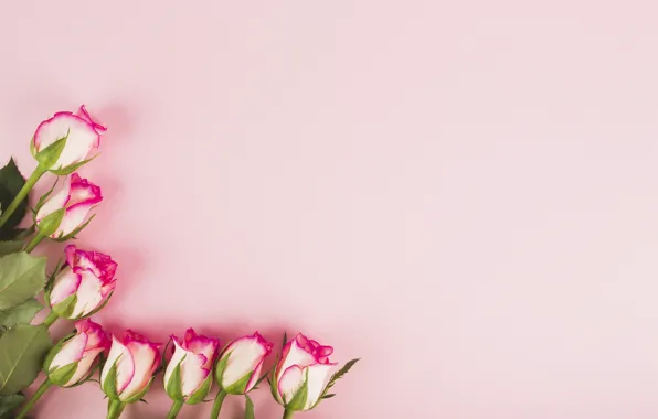 Picture flowers, background, roses, buds