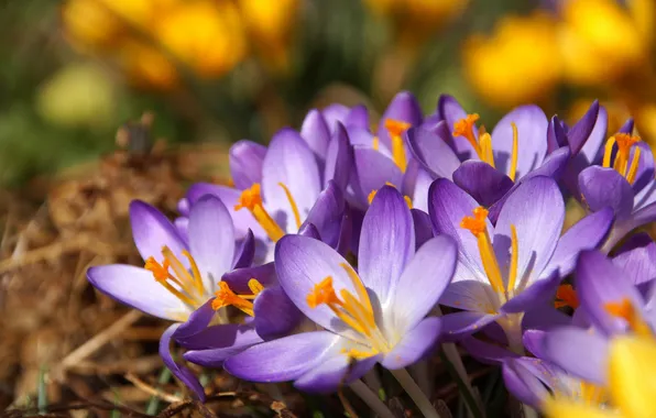 Light, flowers, spring, crocuses, primroses, lilac, Krokus, bokeh