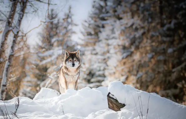 Picture winter, forest, wolf