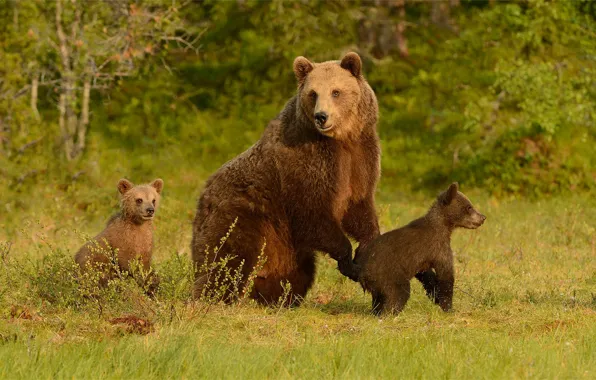 Picture greens, forest, summer, grass, look, face, trees, branches