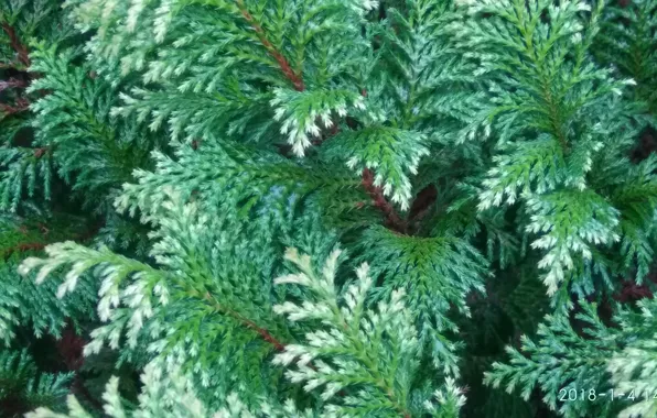 Greens, thuja, greenery of trees, natural background, green twigs