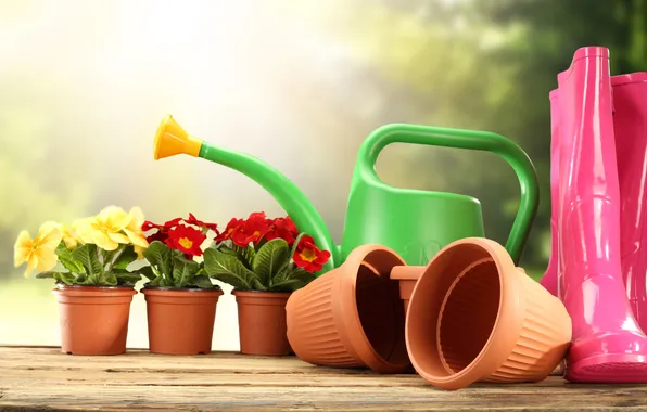 Red, pots, yellow, Primula, primrose, garden tools, garden flowers, garden tools