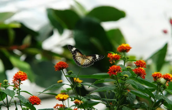 Greens, leaves, flowers, branches, red, stems, pattern, butterfly