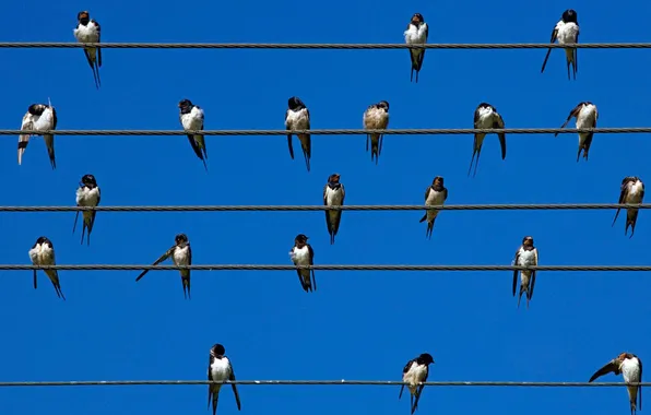 Picture summer, the sky, birds, nature, Wallpaper, wire, Swifts, swallows