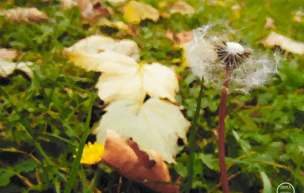 Autumn, grass, leaves, dandelion, Flowers, October, autumn, leaves