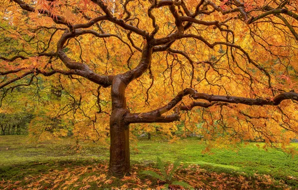 Autumn, tree, dampness