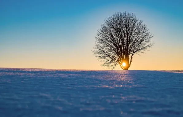 Picture the sun, snow, trees