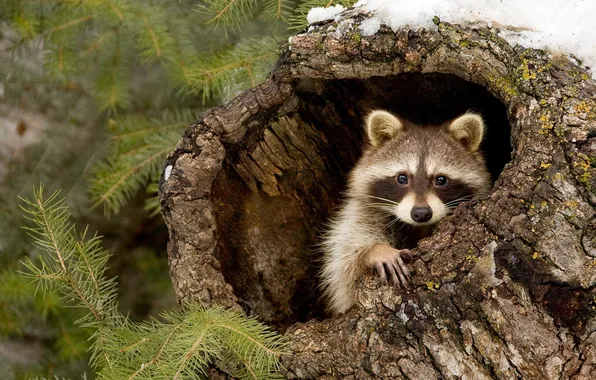 Snow, branches, tree, Nora, raccoon, needles, the hollow