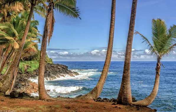 Sea, the sky, clouds, palm trees, shore, Hawaii, USA