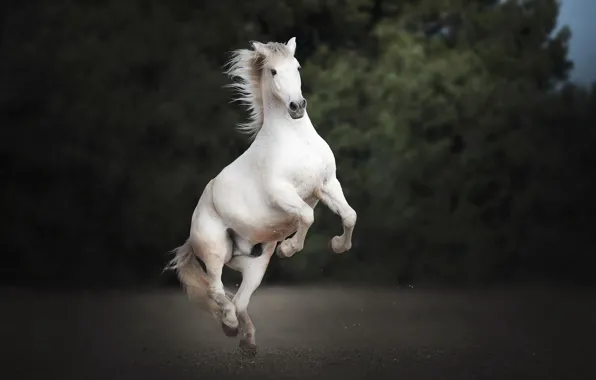 Picture nature, background, horse