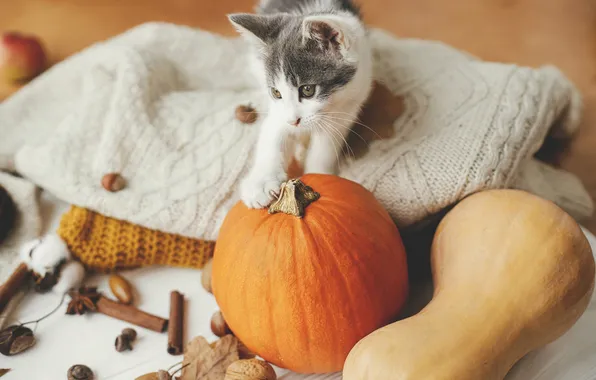 Autumn, cat, cat, look, pose, pumpkin, pumpkin, Halloween